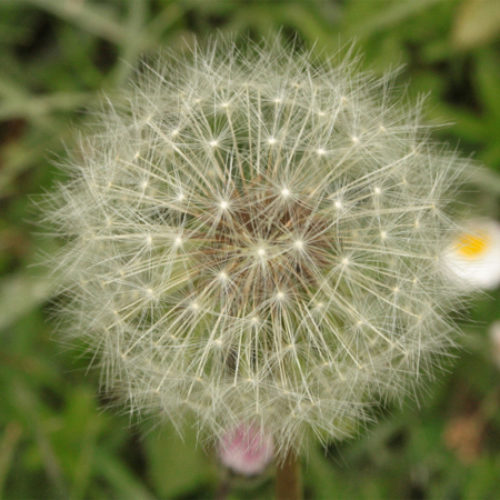 Barba-di-becco-(Tragopogon-nebrodensis)